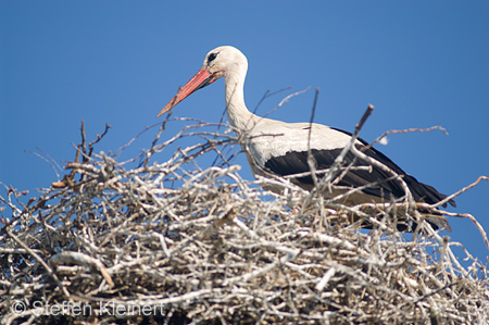 Weißstorch, Ciconia ciconia 007